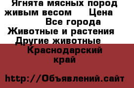 Ягнята мясных пород живым весом.  › Цена ­ 125 - Все города Животные и растения » Другие животные   . Краснодарский край